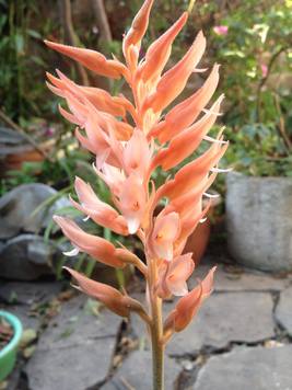 Sacoila lanceolata, planta cultivada.