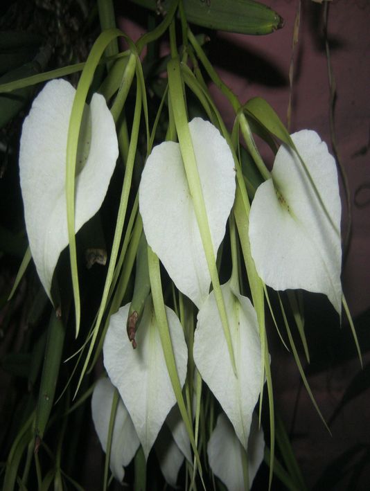 Brassavola nodosa