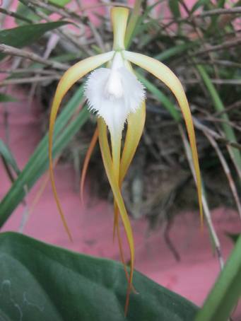 Brassavola cucullata