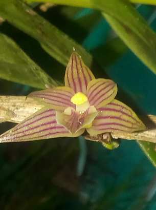 Helleriella nicaraguensis