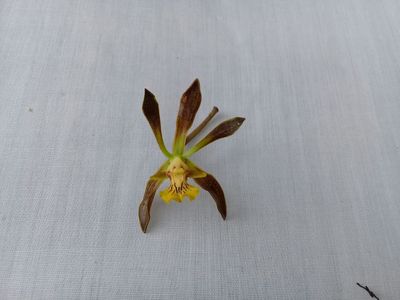 Encyclia rodolfoi (trachycarpa).