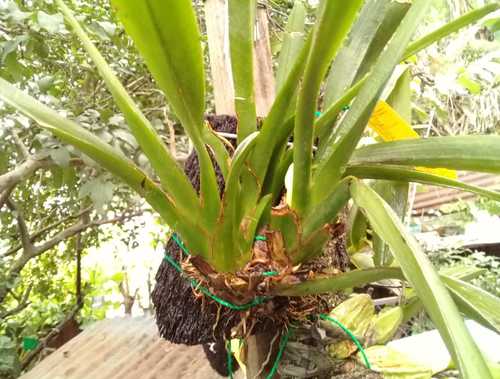 Maxillaria crassifolia