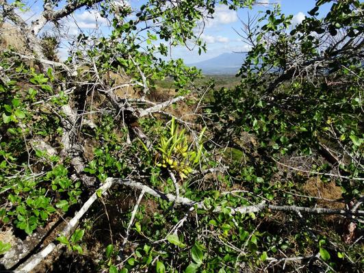 Orquideas de El Salvador