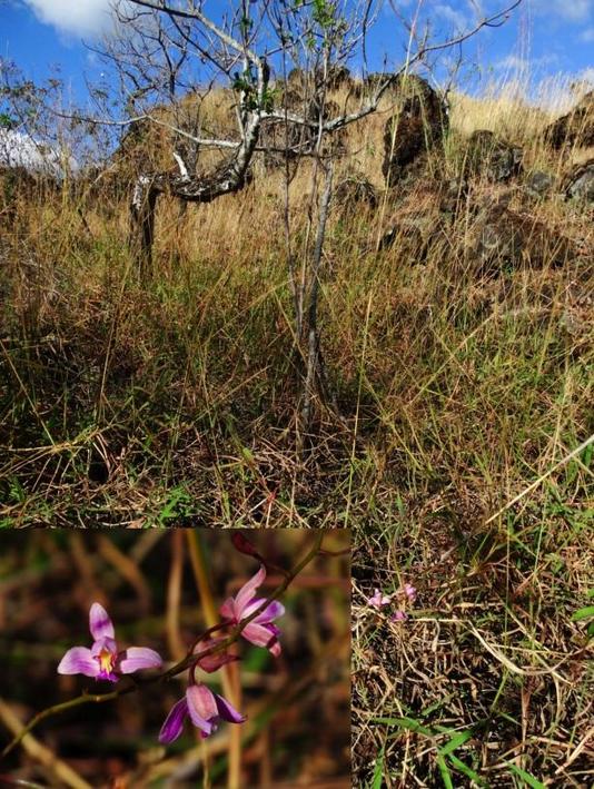 Orquideas de El Salvador