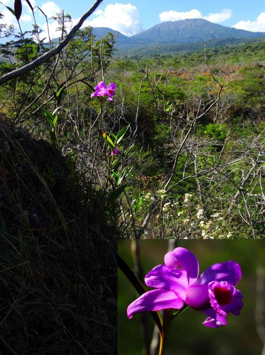 Orquideas de El Salvador