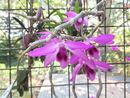 Dendrobium "Nestor"