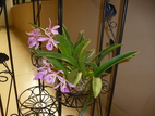 Brassocattleya