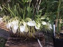 Brassavola nodosa